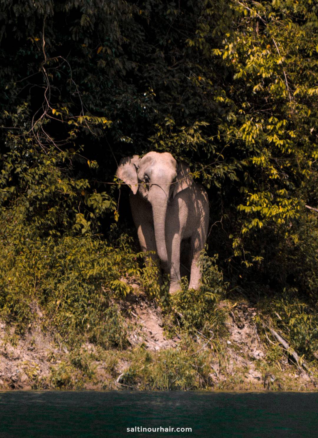 7-daagse reisroute thailand khao sok national park wilde olifant