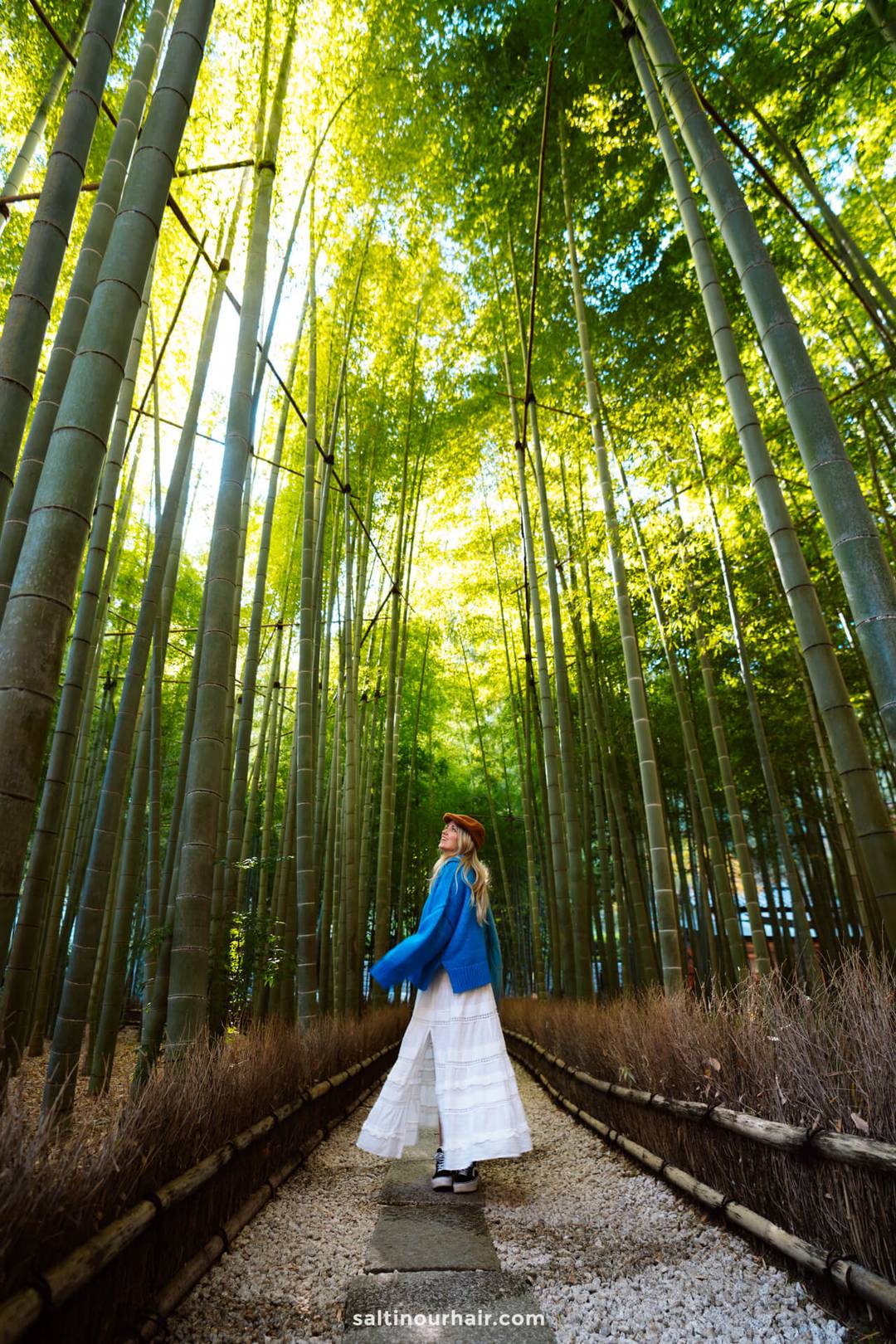 bamboo forest Kamakura Japan