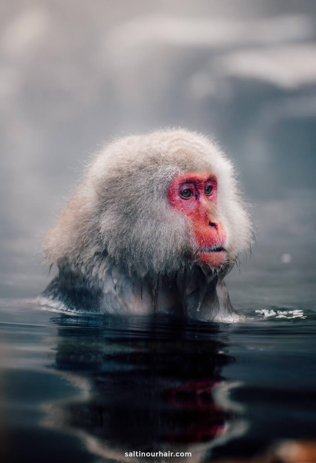 day trip from tokyo to snow monkeys japan