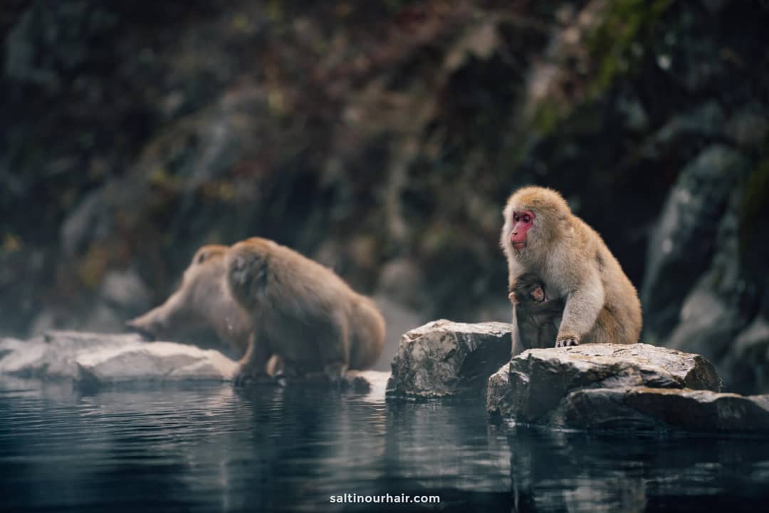 snow monkeys japan