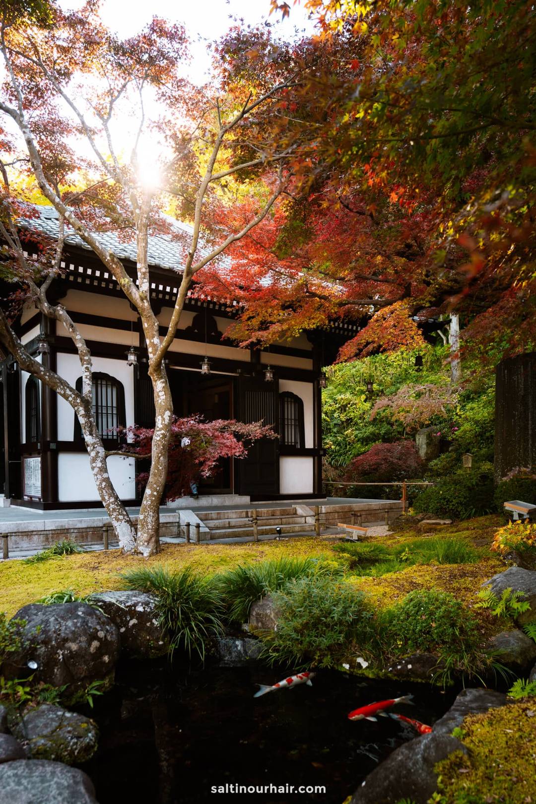 A traditional Japanese building at Hasedera Temple Kamakura stands behind a small pond with koi fish, surrounded by autumn trees. Sunlight filters through the foliage, capturing the beauty of autumn in Japan.