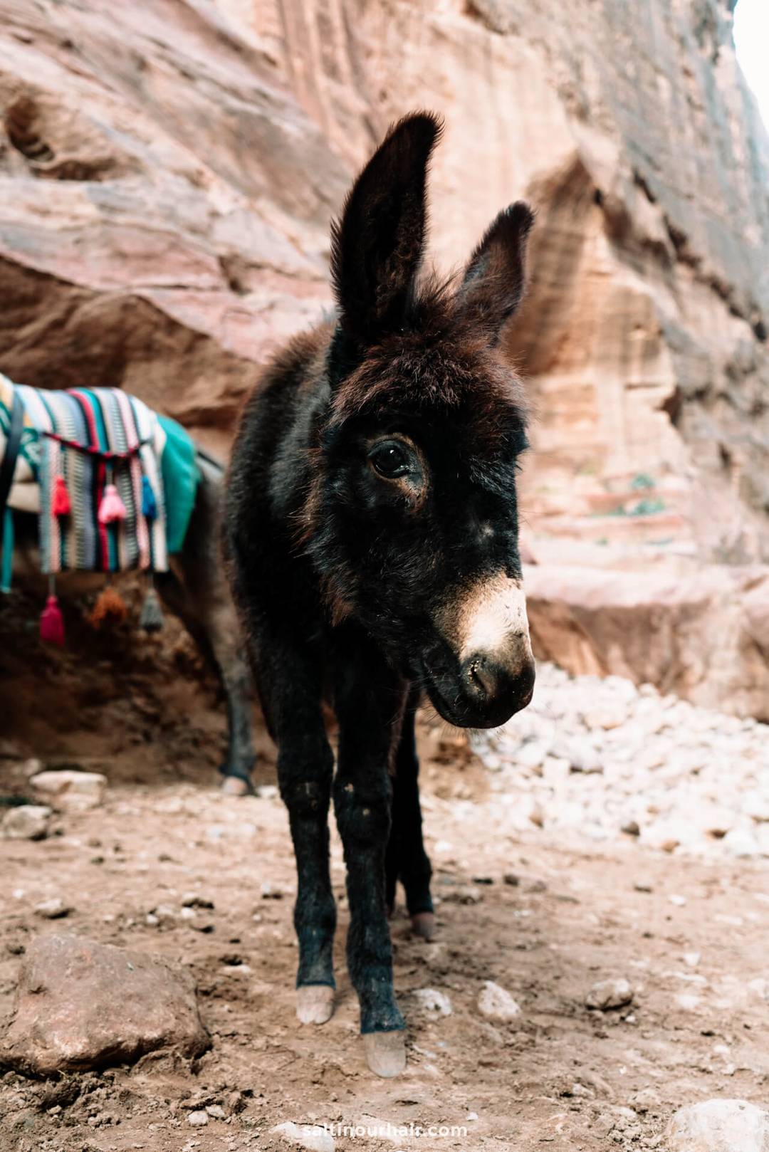 donkey jordan