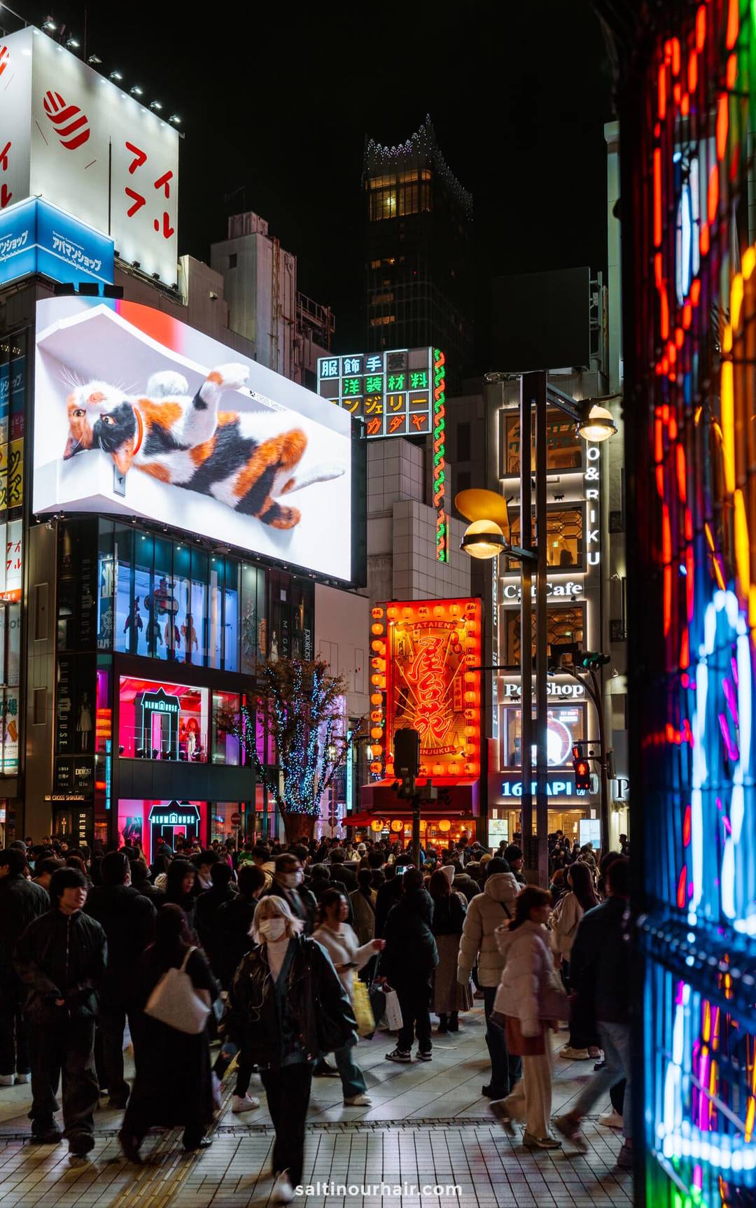 things to do in Tokyo shinjuku 3D cat