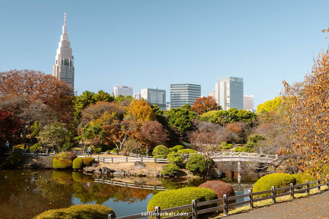 A Japanese garden in Shinjuku Gyoen, Tokyo, features a pond, trees in autumn colors, a curved bridge, and modern skyscrapers in the background beneath a clear blue sky&mdash;perfect for experiencing autumn in Japan.