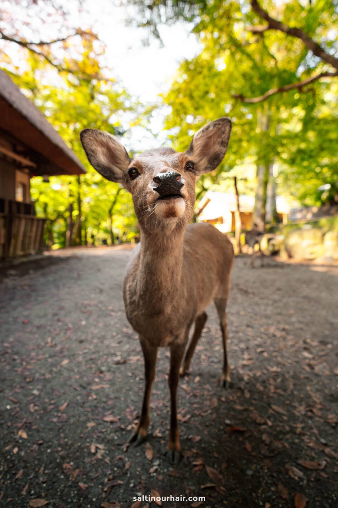 A young deer stands on a dirt path in a wooded area of Nara Park, looking directly at the camera with trees and buildings in the background, capturing the serene beauty of autumn in Japan.