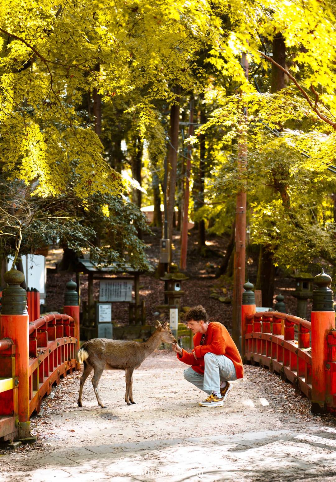 A man in an orange sweater crouches to feed a deer on a red bridge in sunlit Nara Park, Japan, surrounded by yellow trees and hints of autumn.