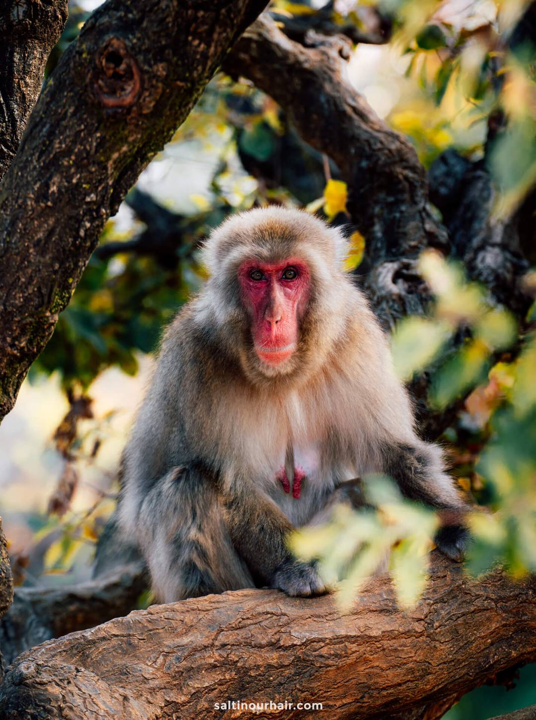monkey arashiyama bamboo forest kyoto japan