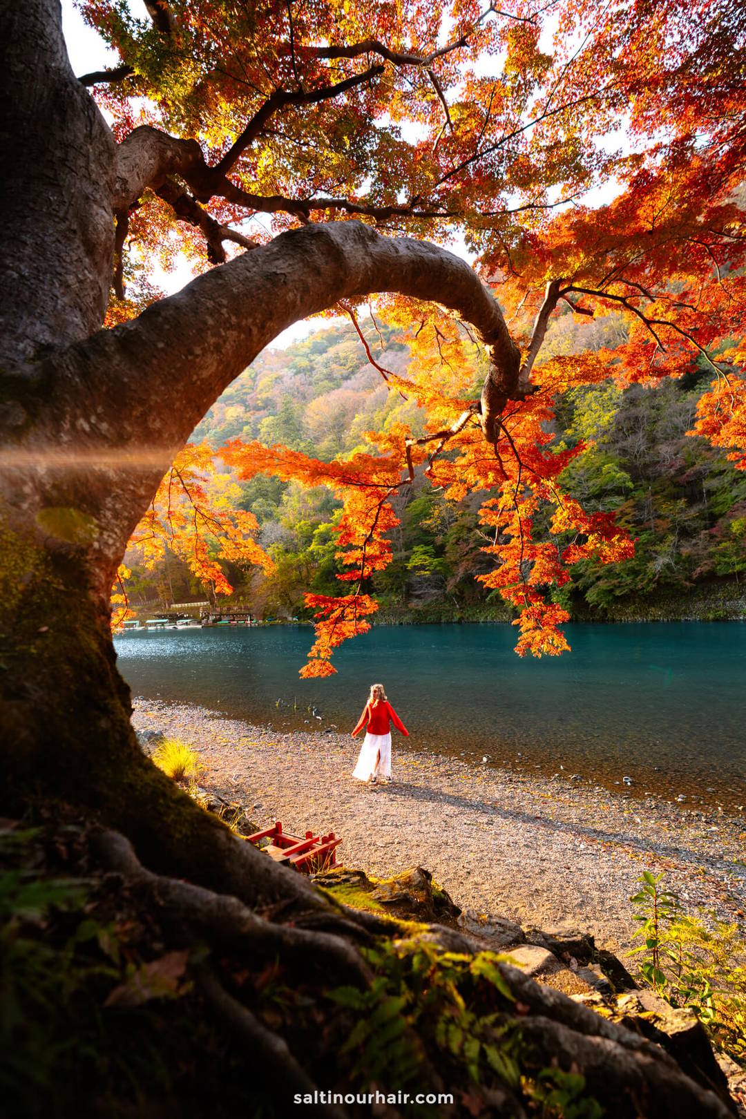 A woman in a red sweater and white skirt stands by a clear blue river in kyoto, framed by a large tree with vivid orange autumn leaves, capturing the serene beauty of autumn in Japan.