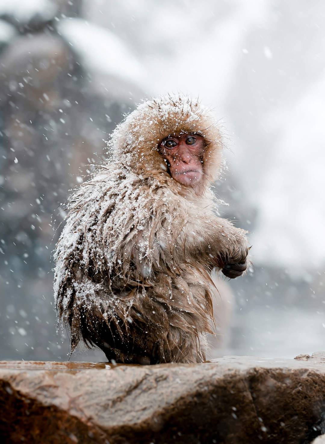 3 weeks in japan baby snow monkey