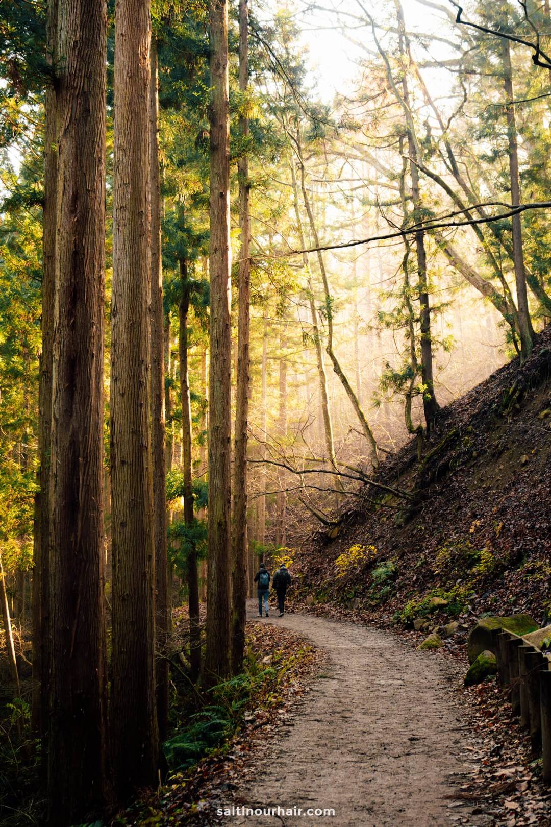 3 week japan itinerary forest trail to snow monkeys