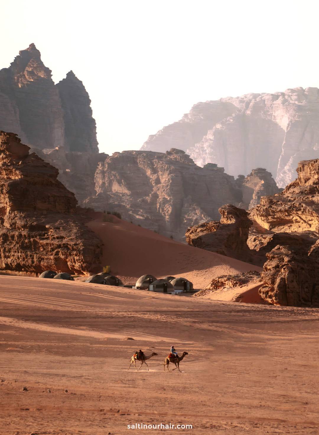 camels desert background sunset Jordan