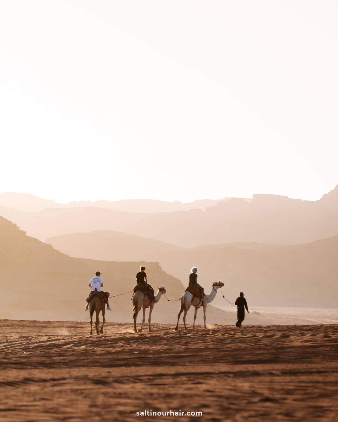 desert camels wadi rum Jordan