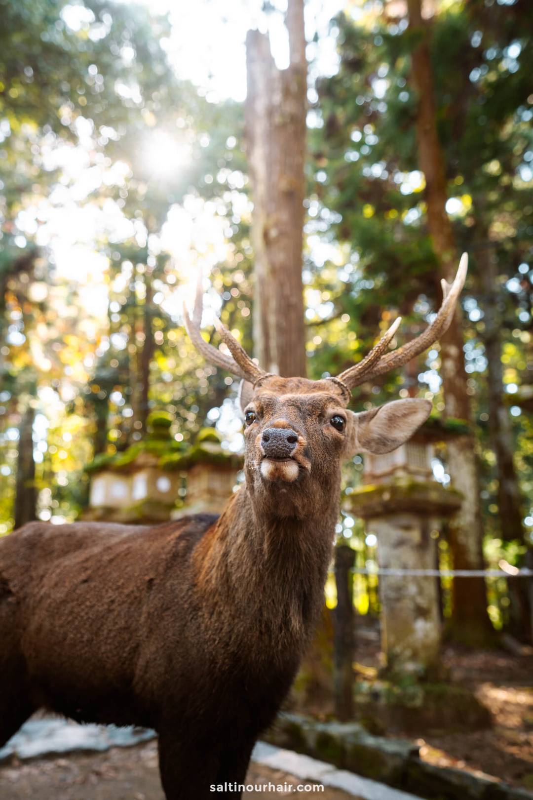 nara deer park