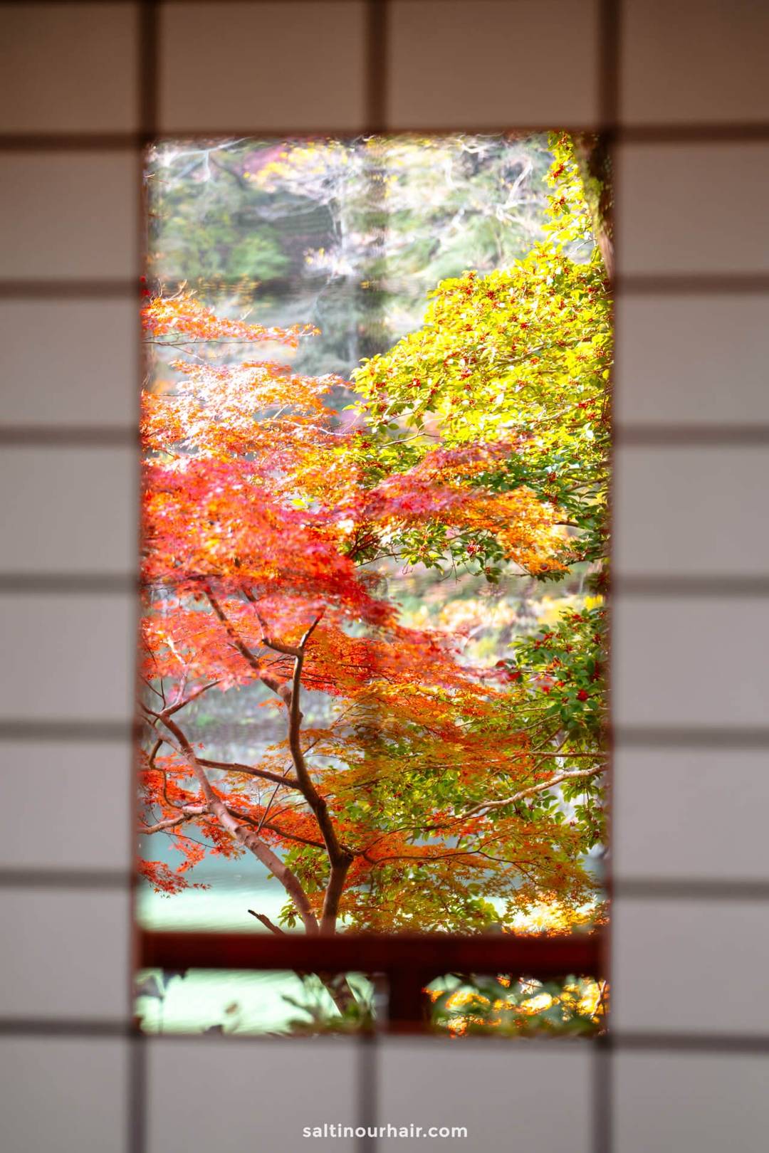 A view of vibrant red and green autumn foliage in Japan is seen through a rectangular window framed by a traditional shoji screen.