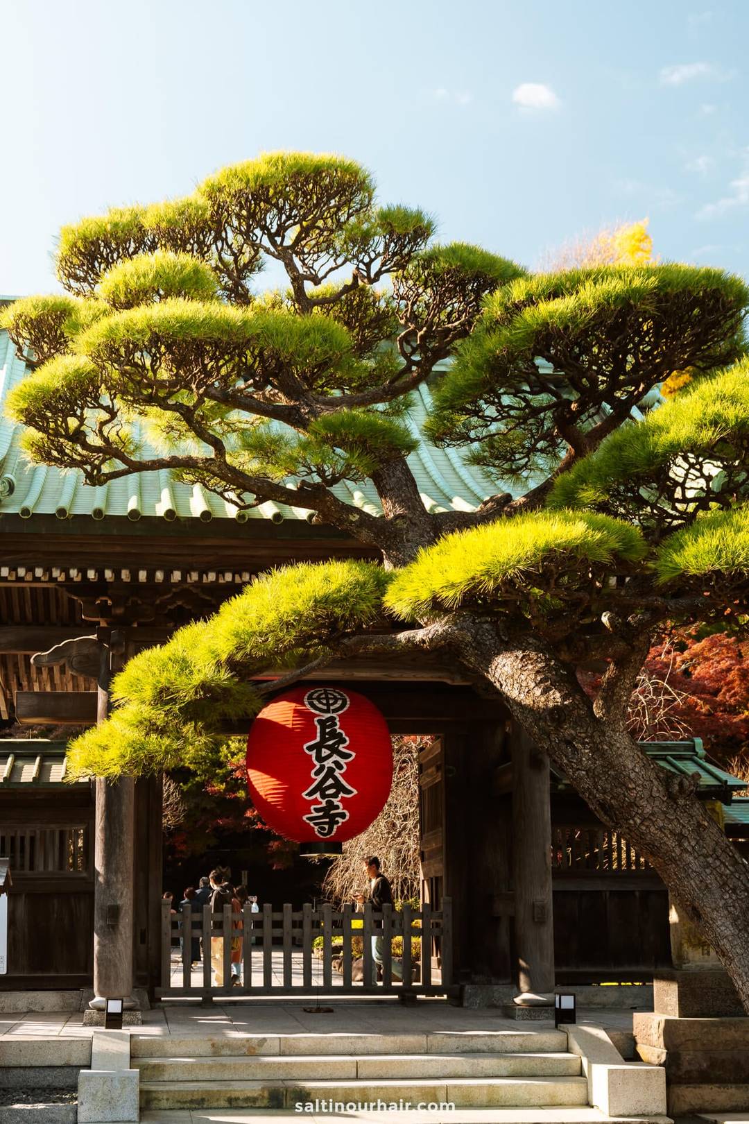 Kamakura Japan temple door tree