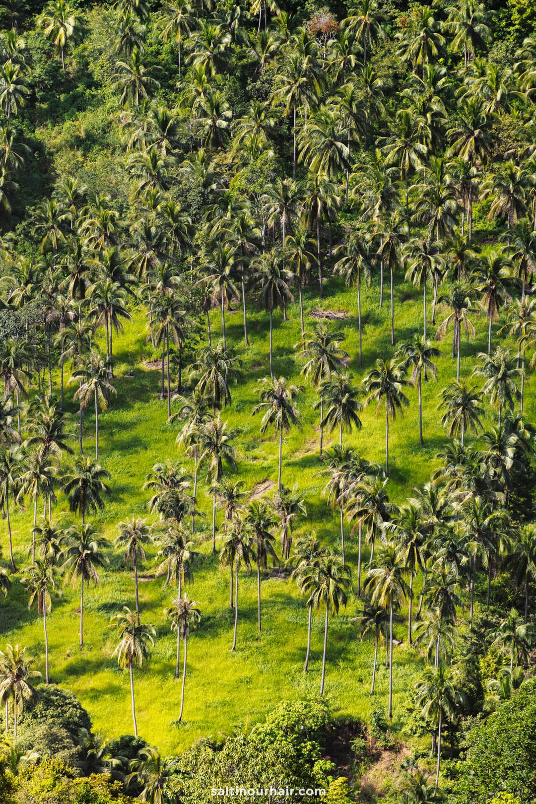 Palmtrees heuvel Thailand