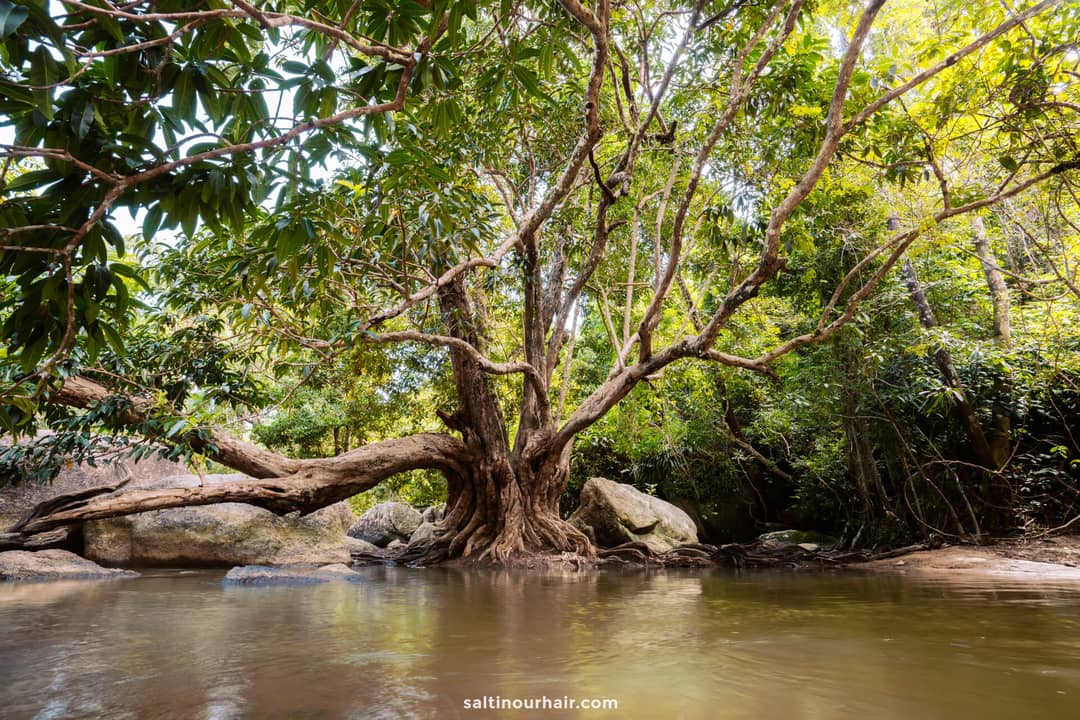 Than Sadet waterval boom Koh Phangan  