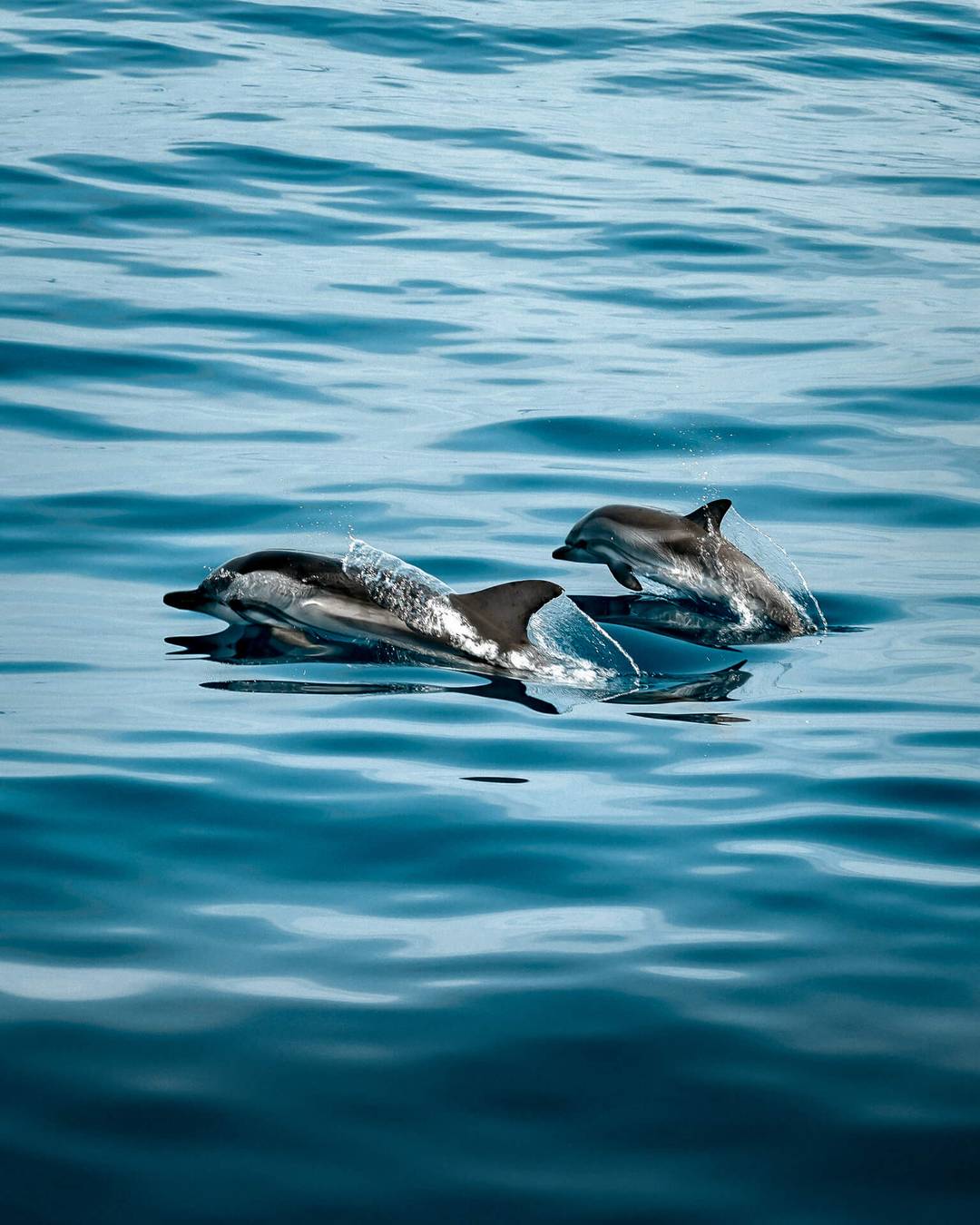 dolphin tour