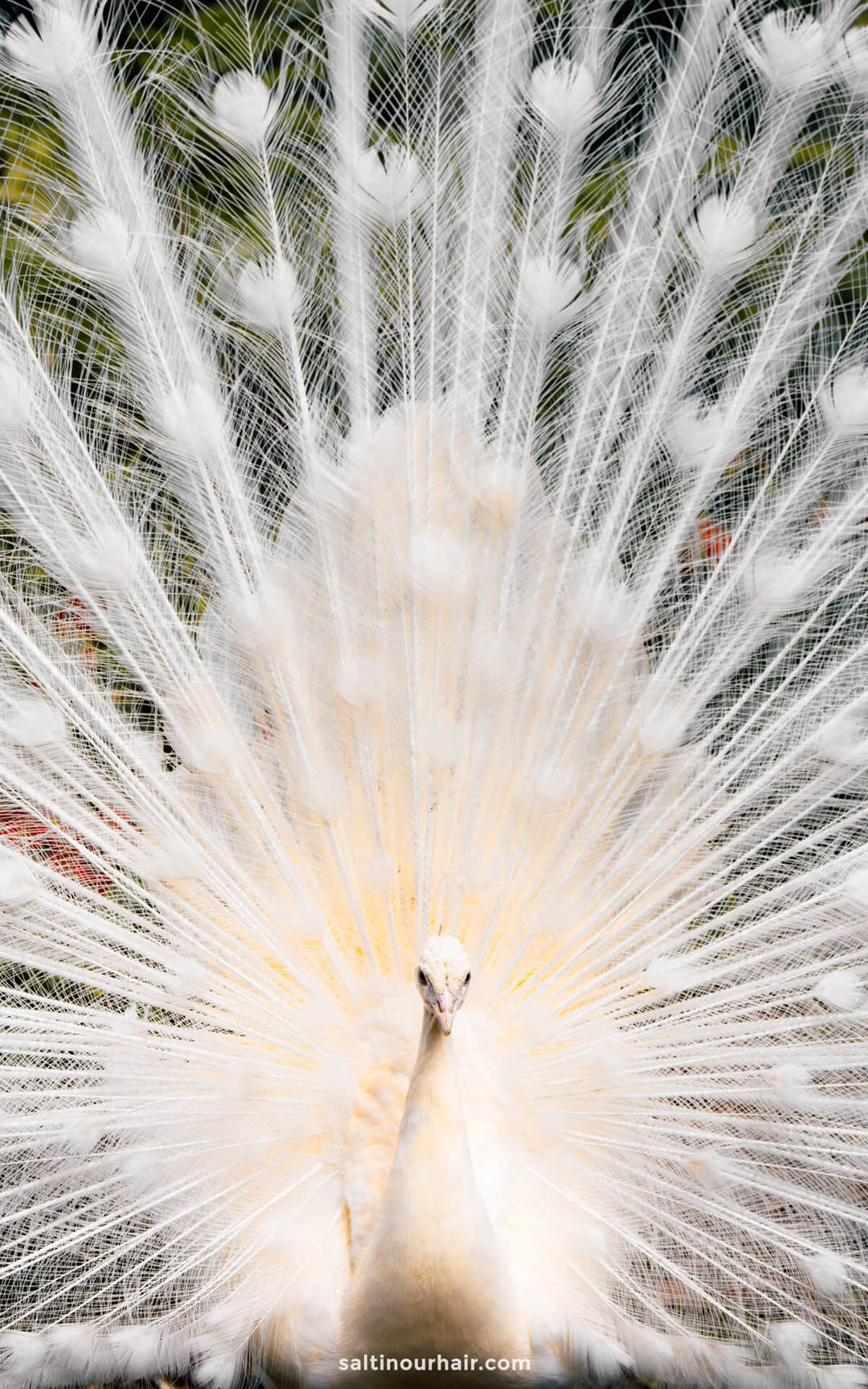 Monte Gardens Peacock