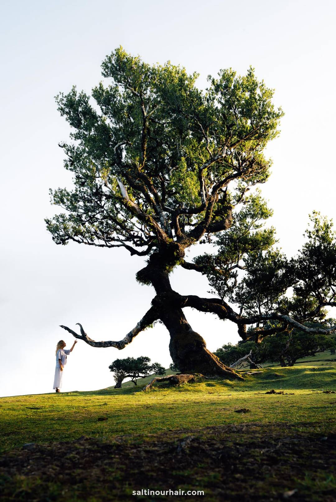 madeira 10 day itinerary fanal forest