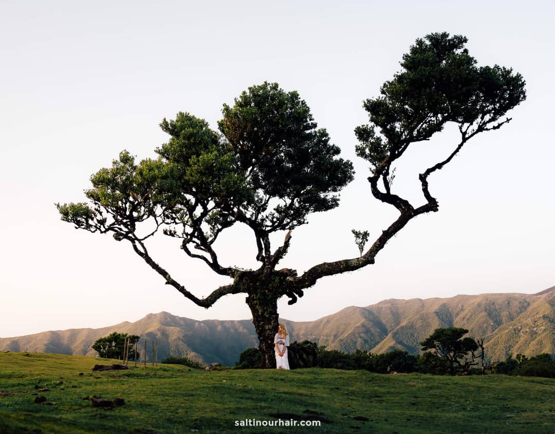 fanal forest madeira itinerary
