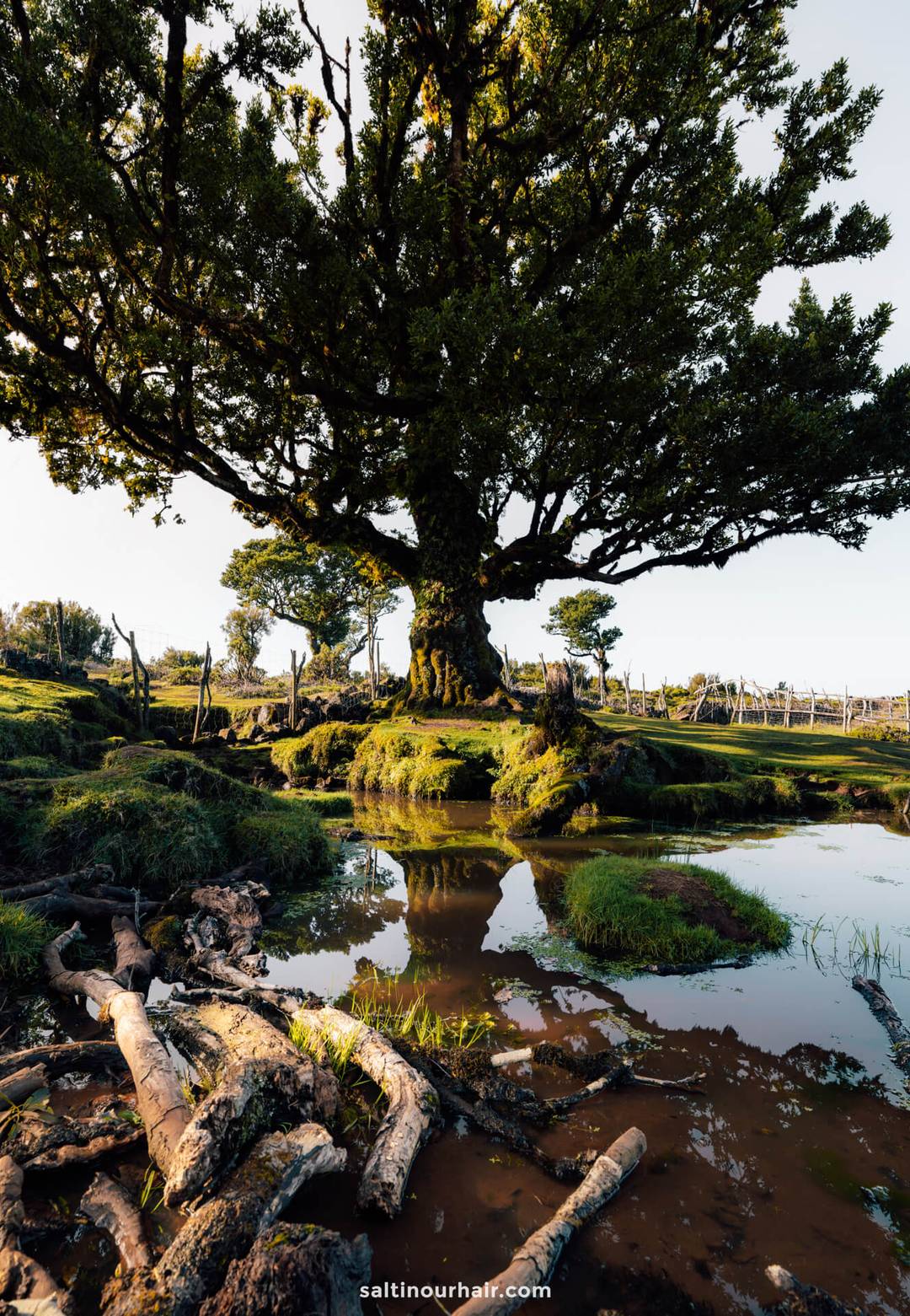 Fanal Forest things to do madeira