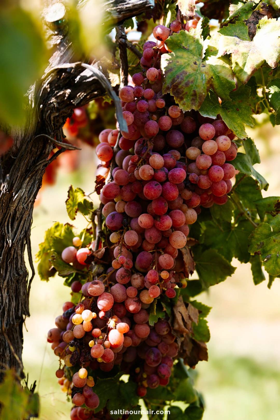 A close-up view of a large bunch of ripe red and purple grapes hanging from a vine in Arrowtown, New Zealand, surrounded by green leaves.