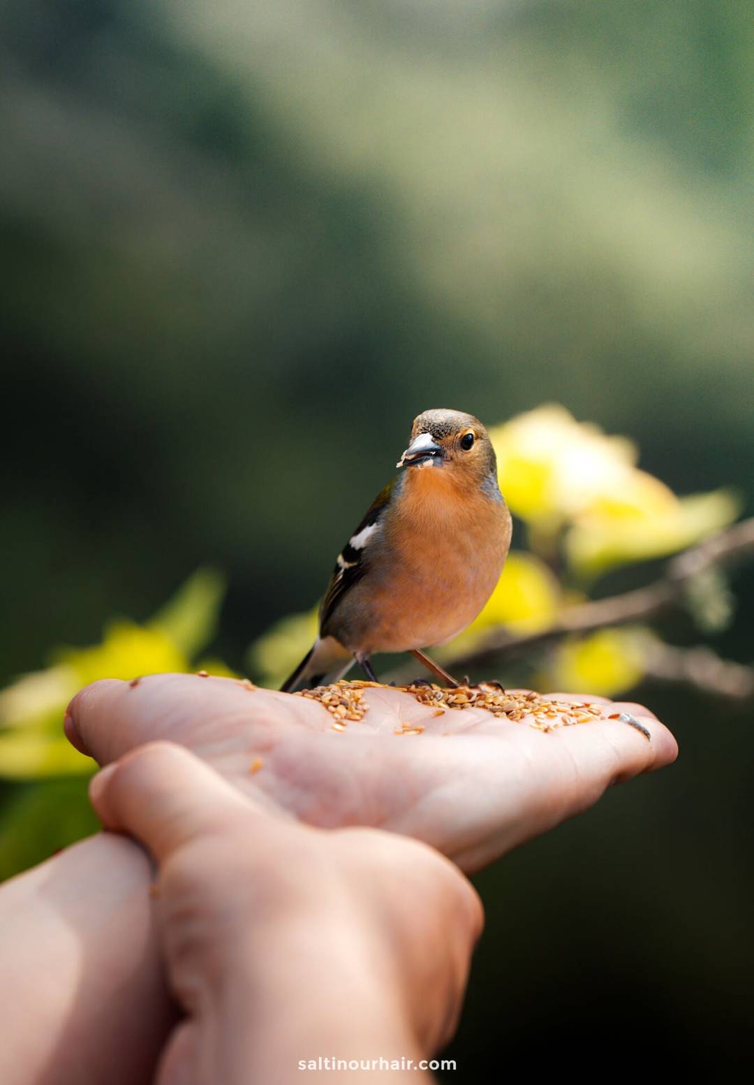 madeira firecrest bird