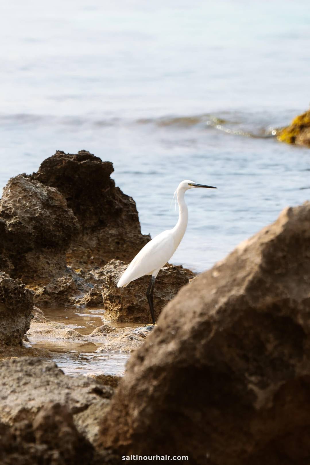 bird salines natural park Spain