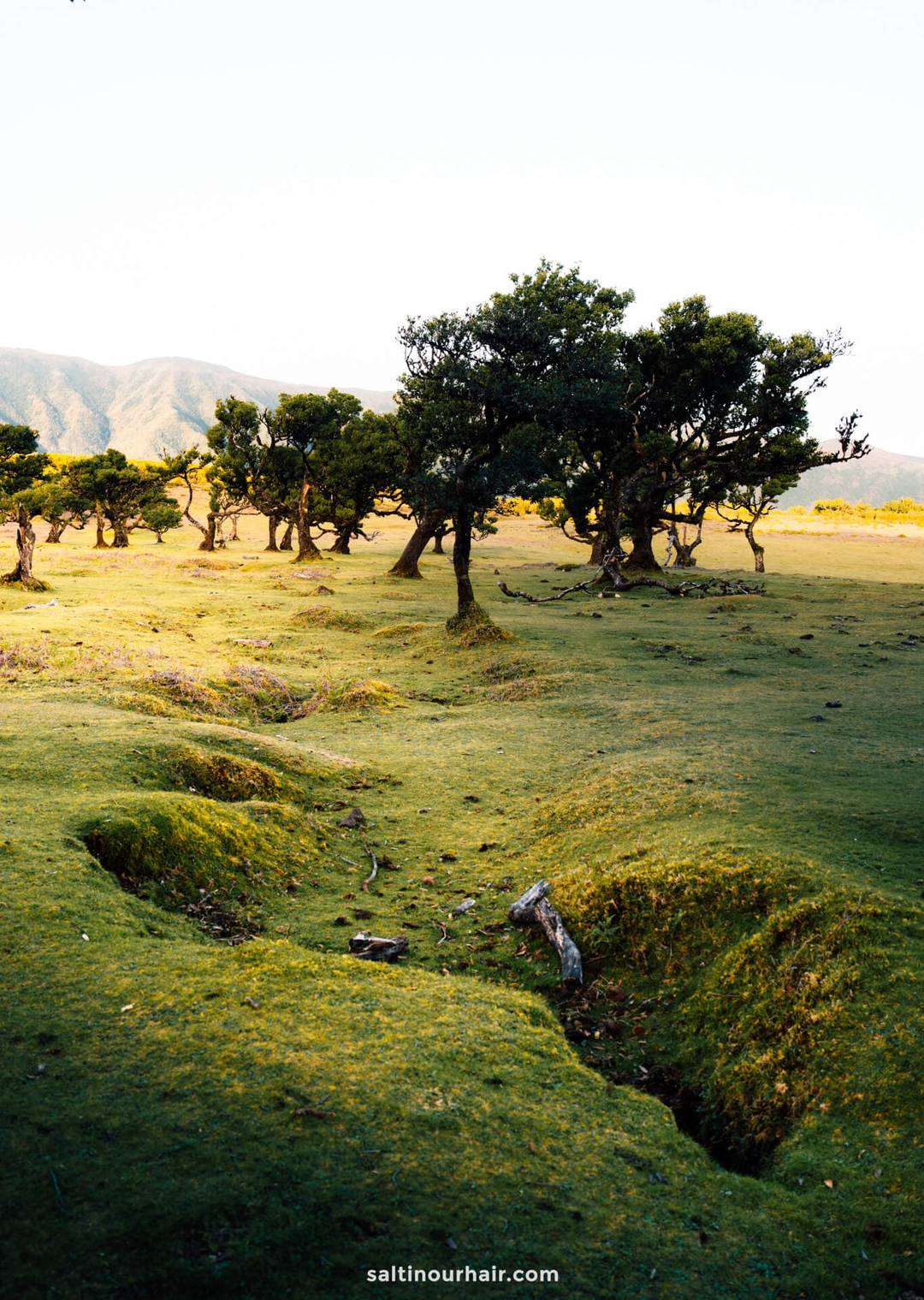 madeira fanal boswandeling