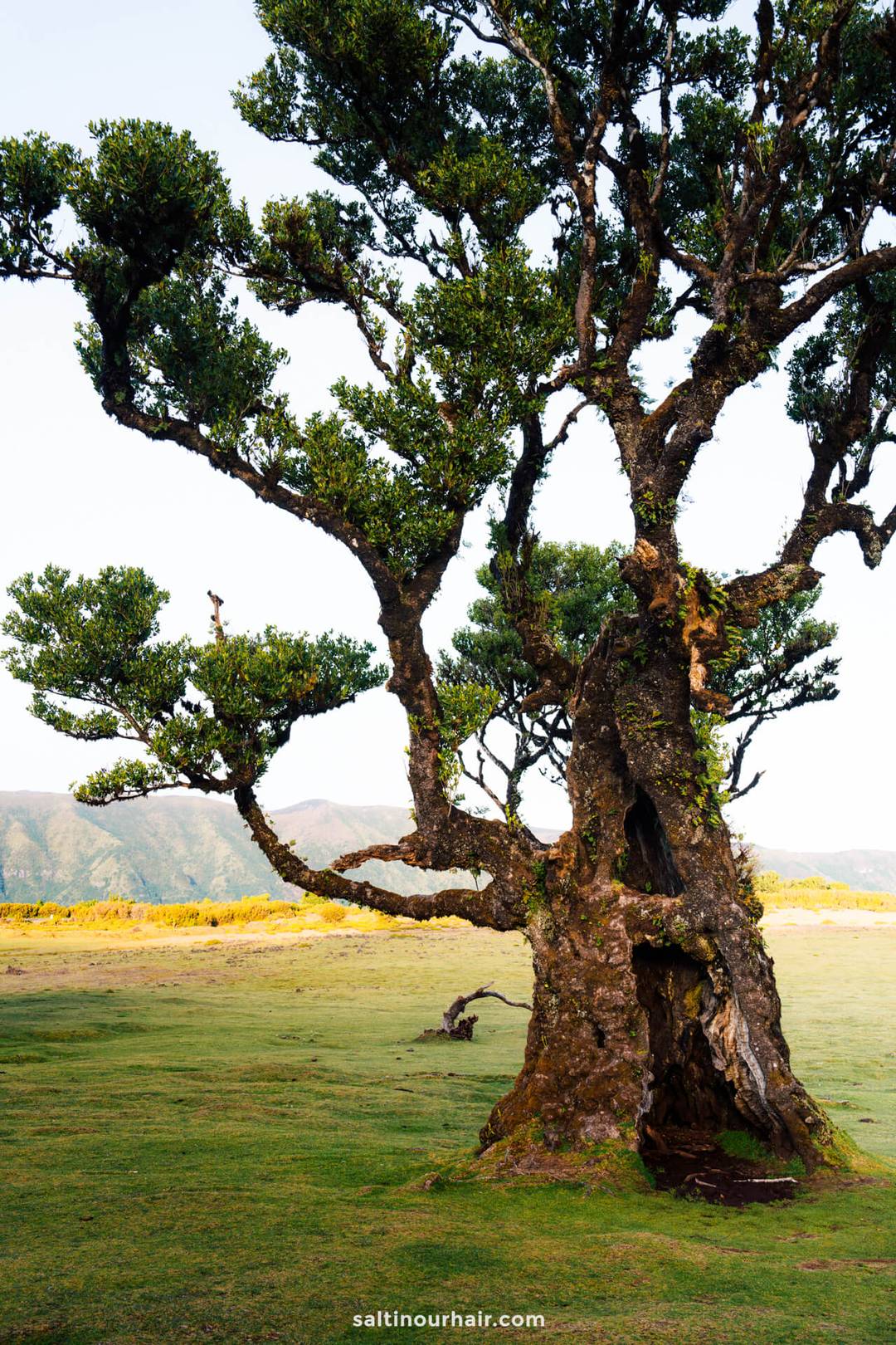 fanal forest boom