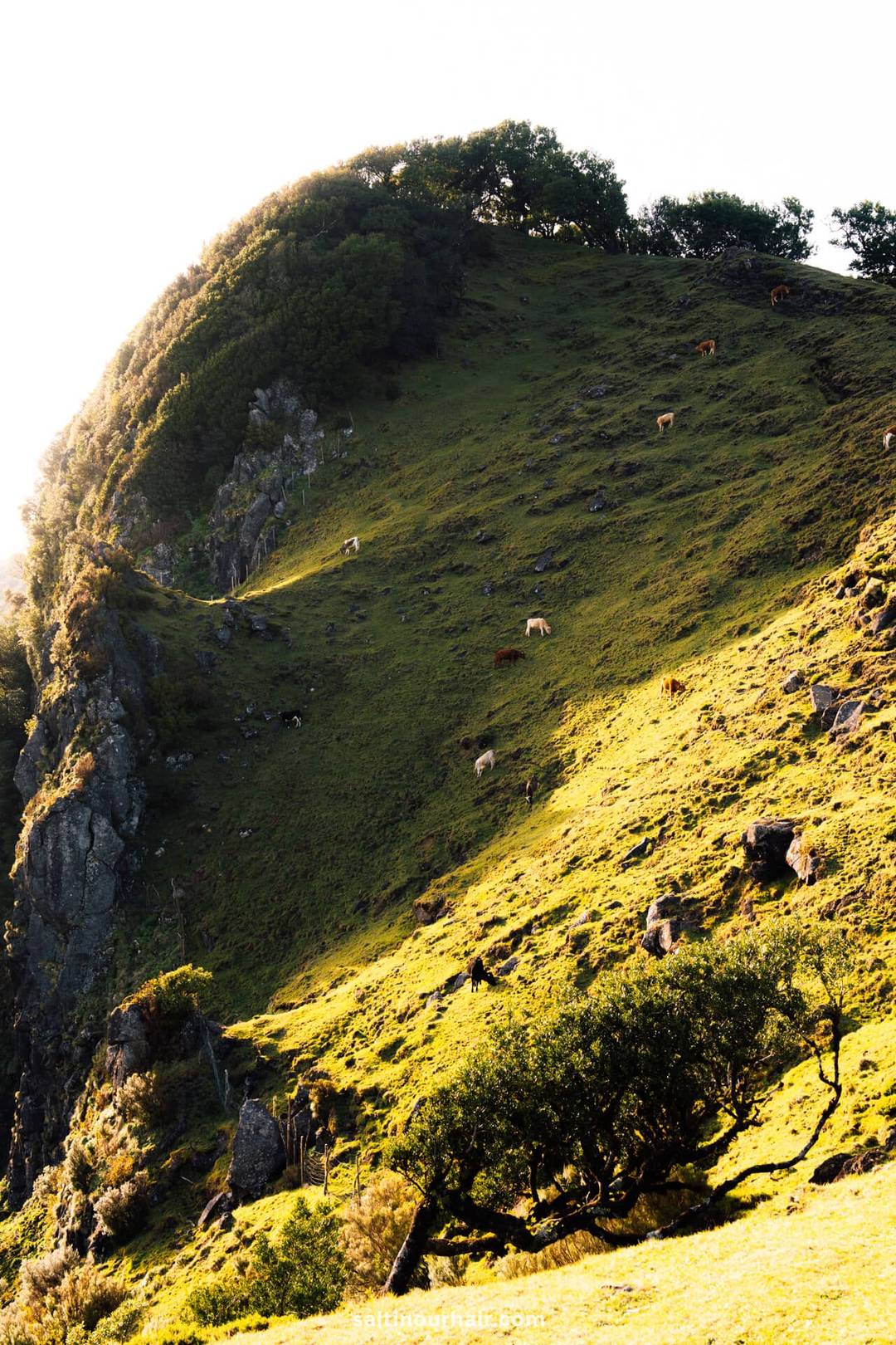 madeira klif fanal