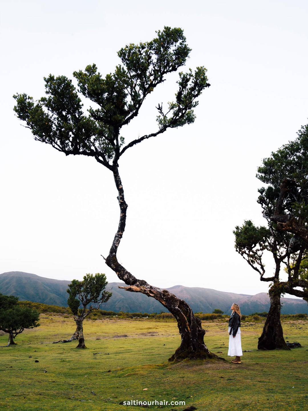 laurierboom fanal forest madeira