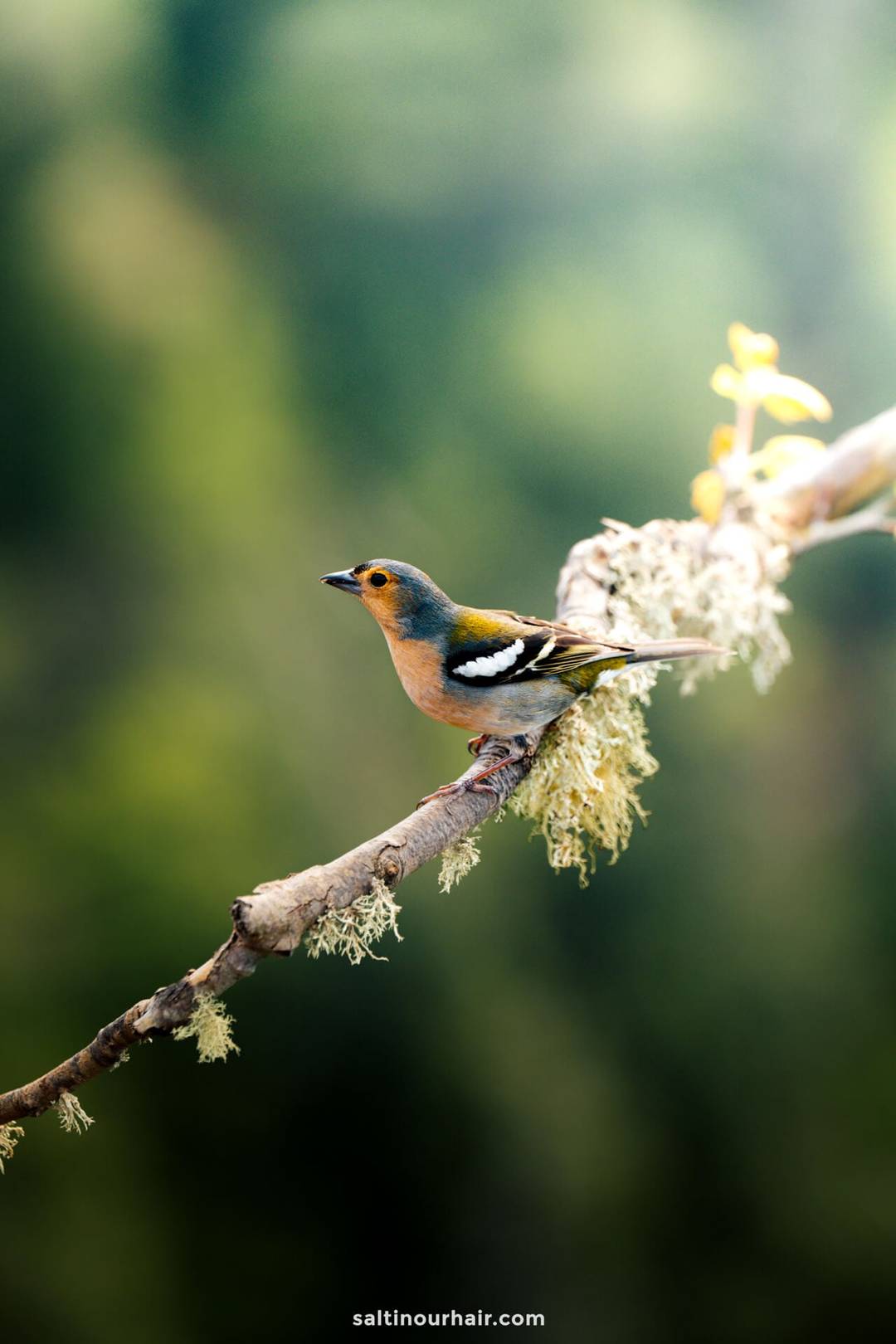 firecrest bird madeira levada dos balcoes