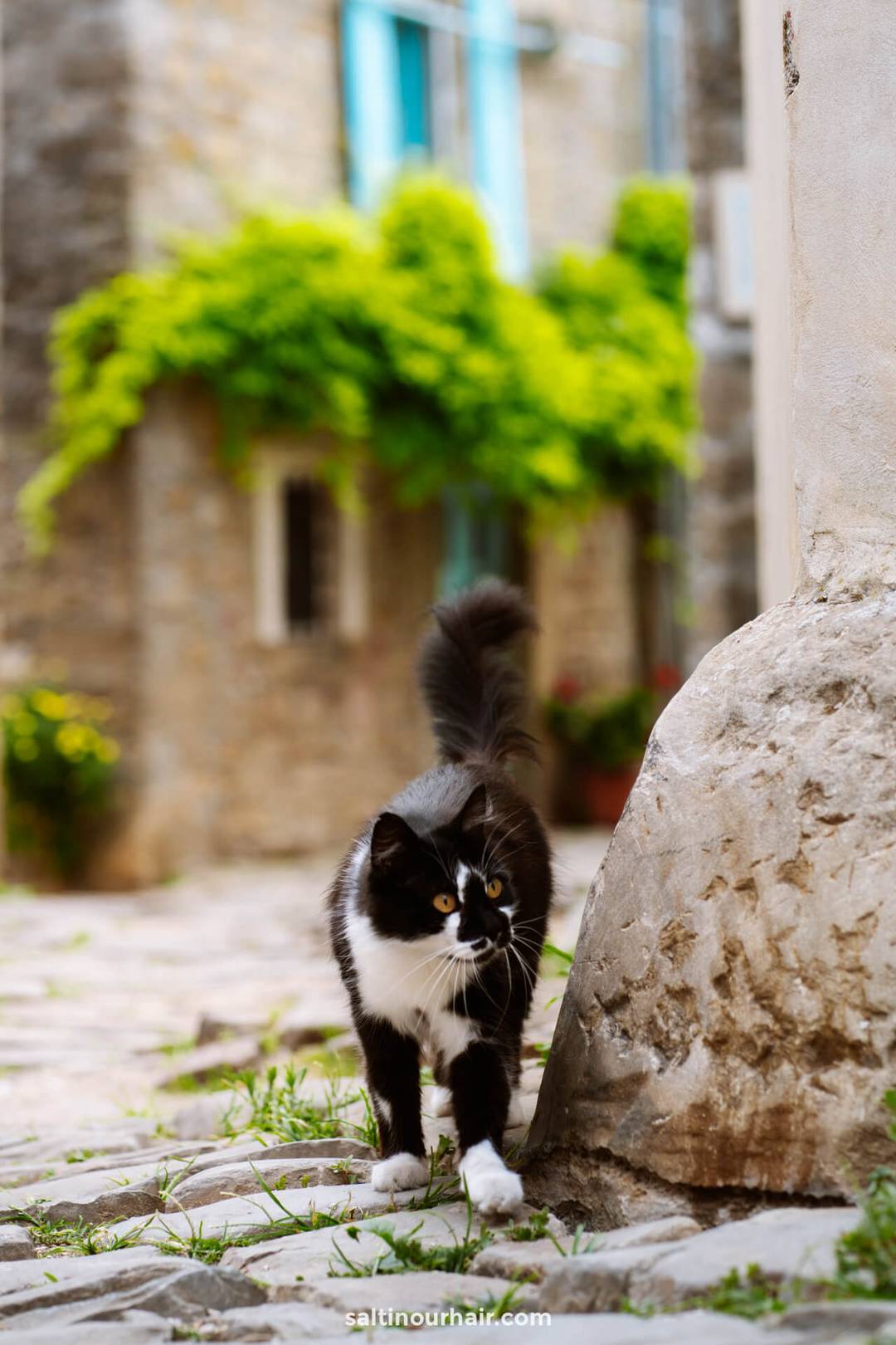 kat Kroati&euml;