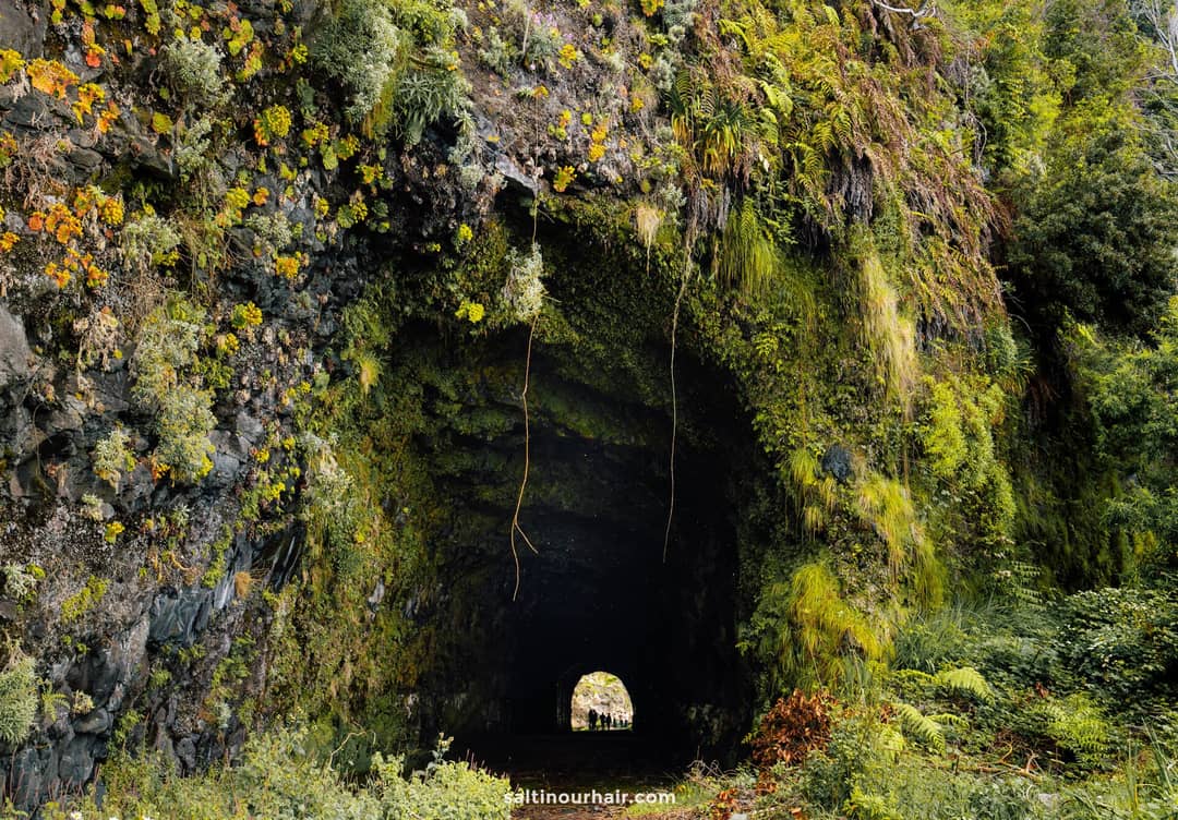A moss-covered tunnel entrance in a rocky hillside, with lush vegetation growing around and inside the tunnel; daylight visible at the far exit&mdash;one of the highlights along the best hikes Madeira has to offer.