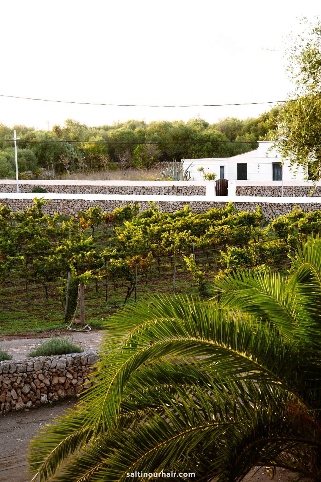 wijngaarden Menorca Spanje