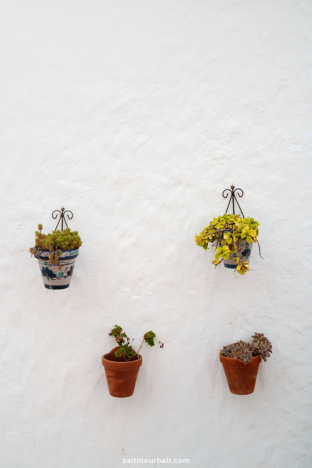 vazen muurplanten