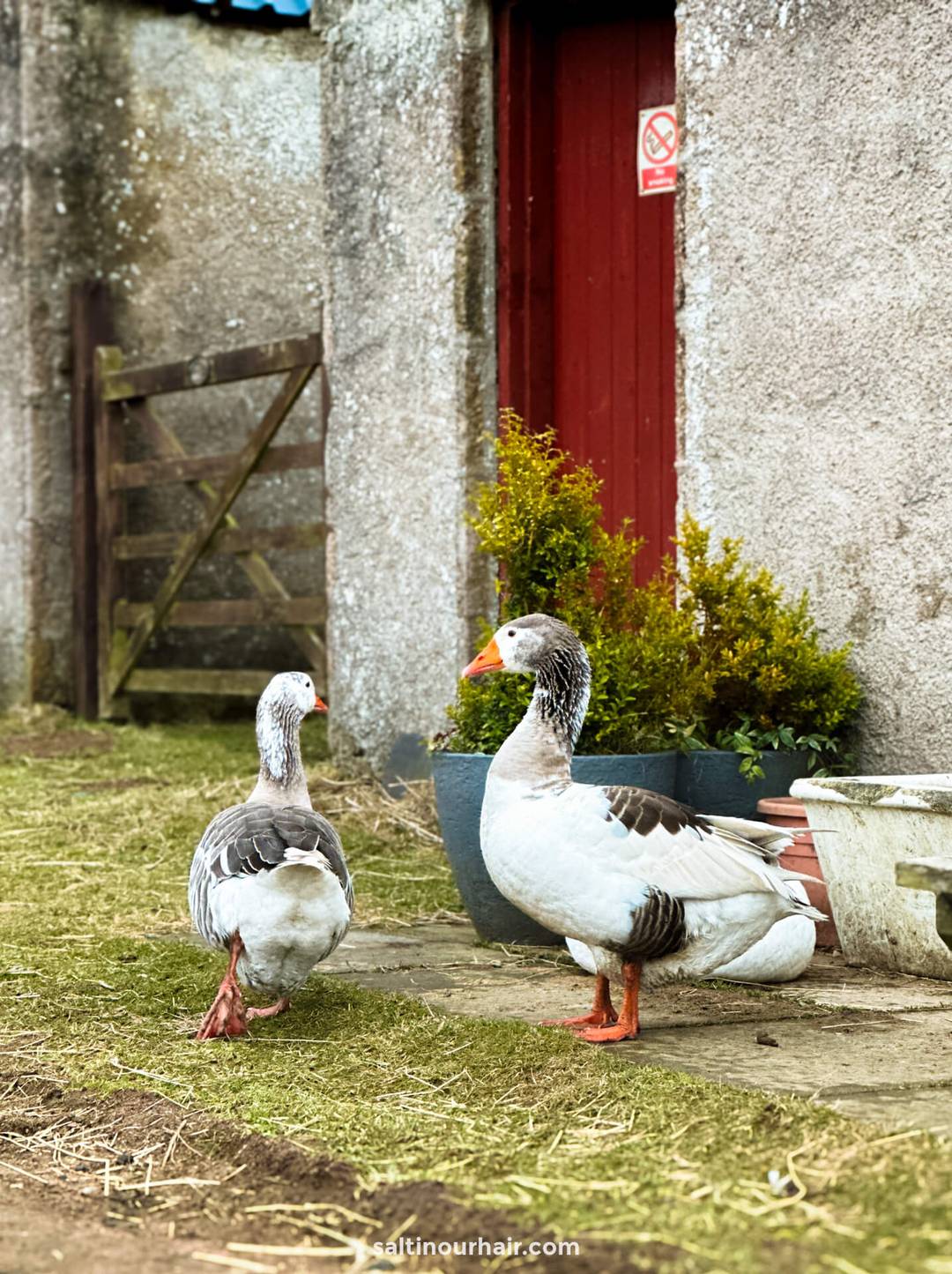 gees boerderij schotland