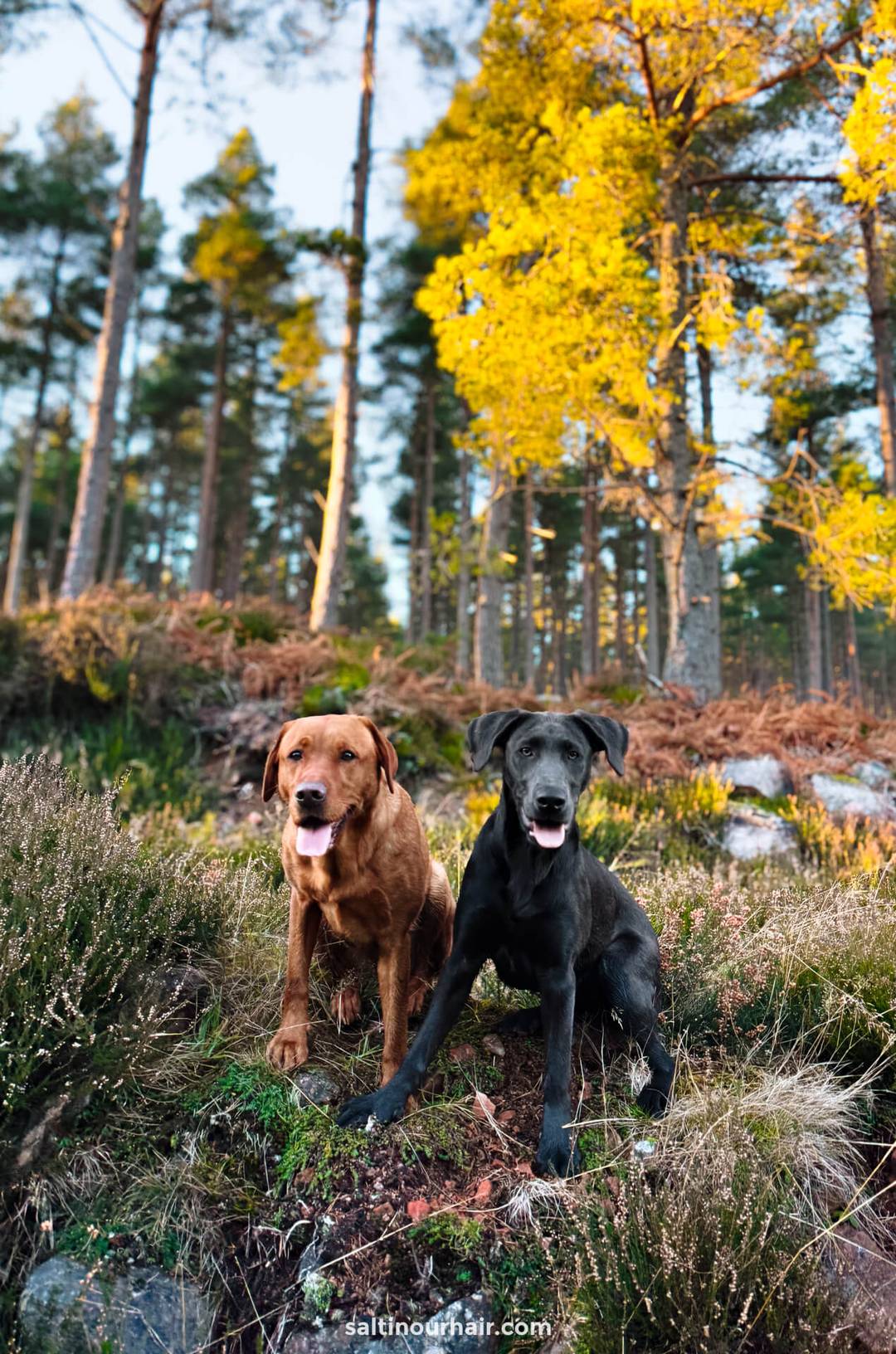 bruine en zwarte schattige labrador honden schotland highlands unbridled