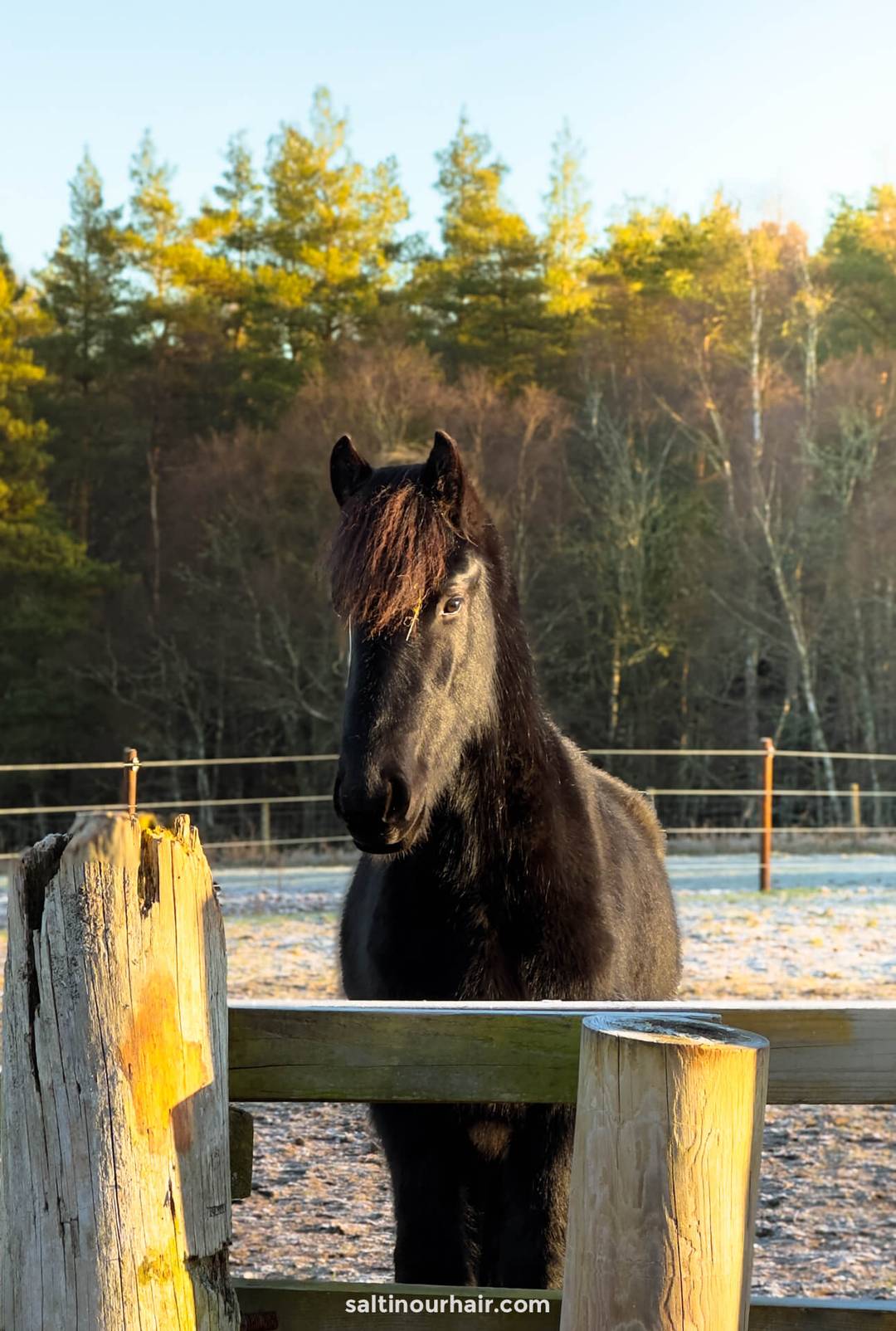 fries veulen highlands unbridles schotland