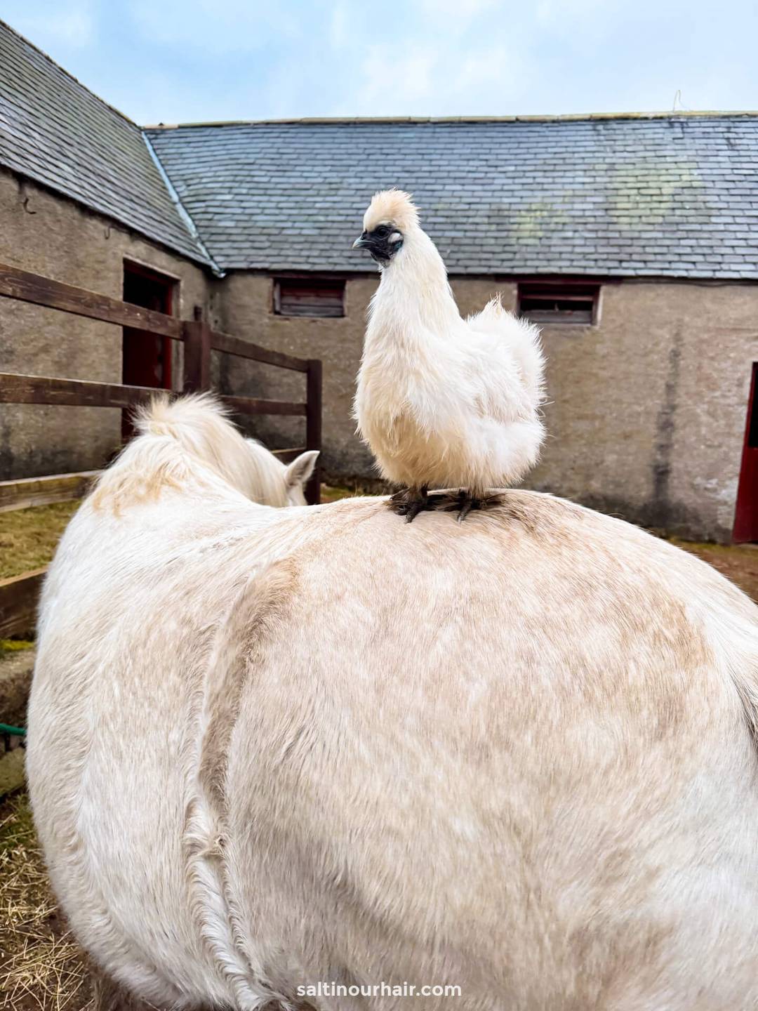 kip op paardenrug