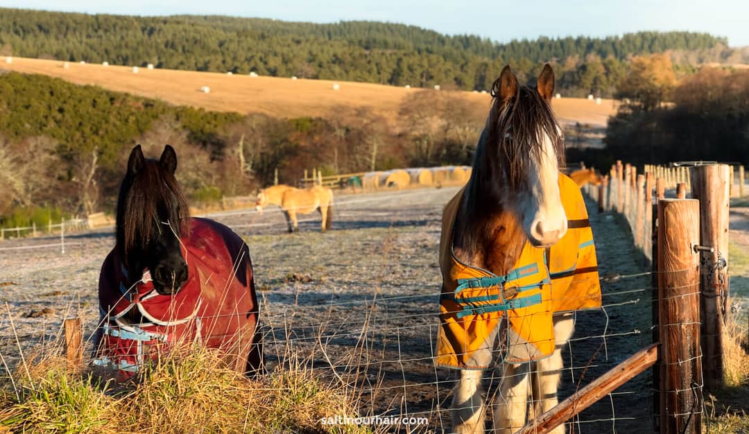 paarden op boerderij in schotland