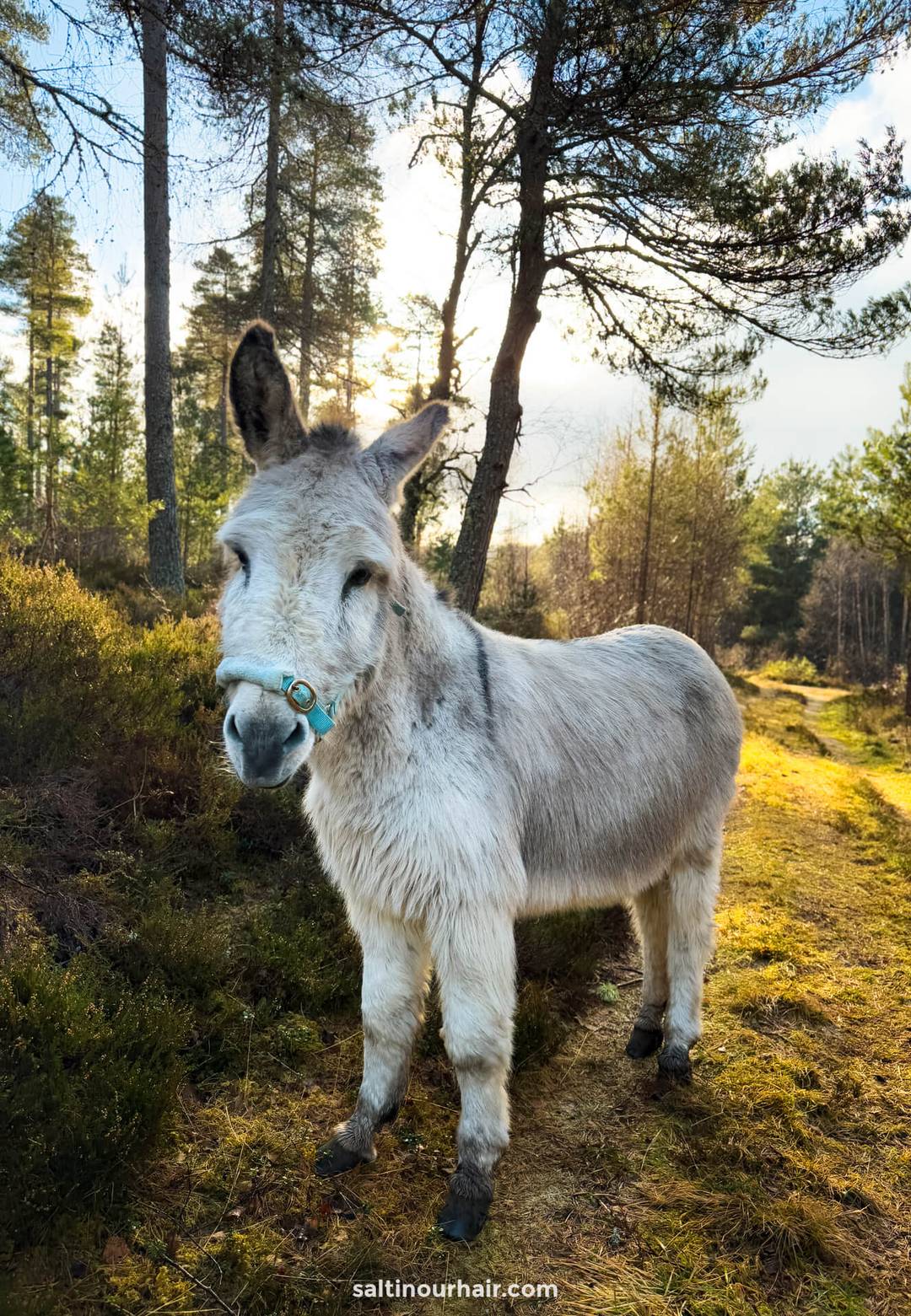 schattige witte ezel