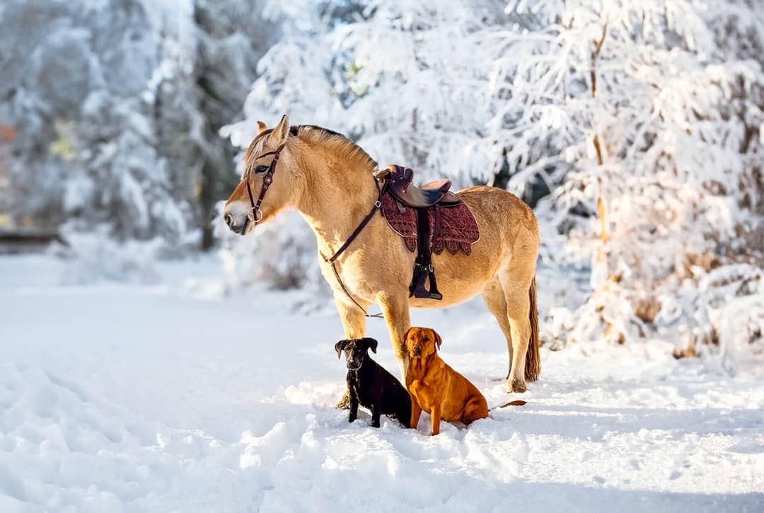 highlands unbridles paardrijden schotland sneeuw