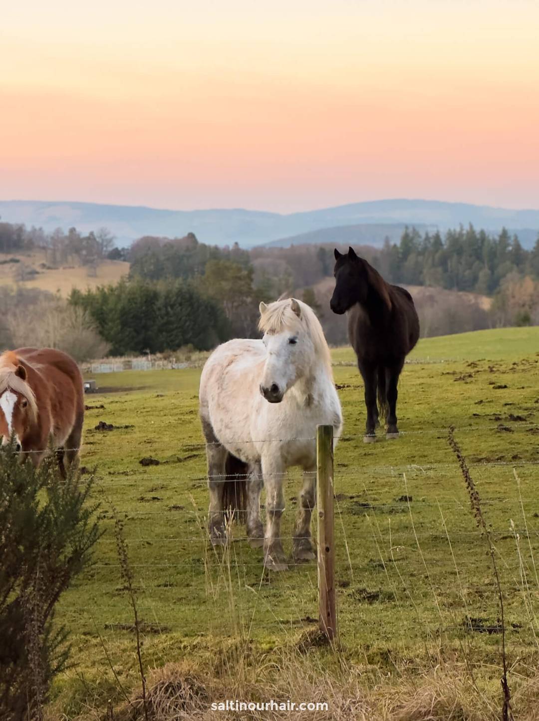 paarden in veld zonsondergang schotse hooglanden 
