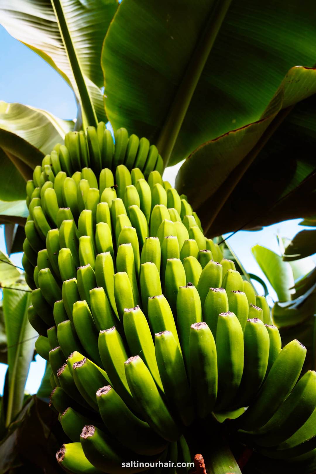 A large cluster of unripe green bananas growing on a banana plant with broad leaves in the background&mdash;a classic sight among the many things to do Tenerife has to offer.
