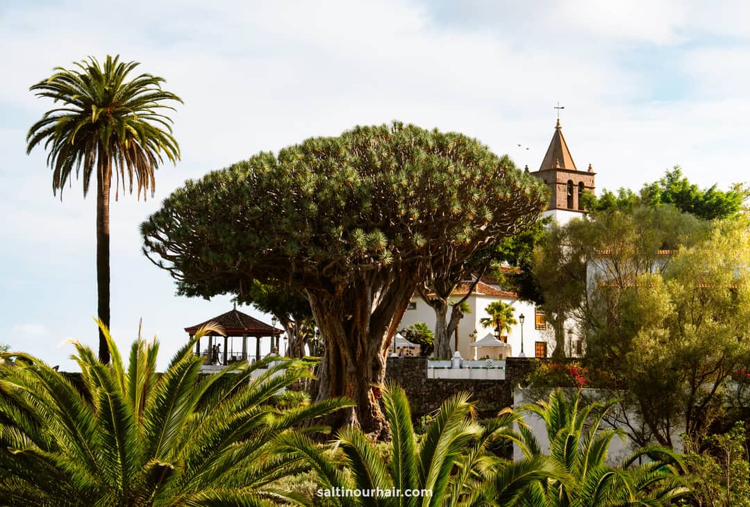 A large dragon tree in Icod de los Vinos stands surrounded by palm trees, with a church and bell tower in the background under a partly cloudy sky.