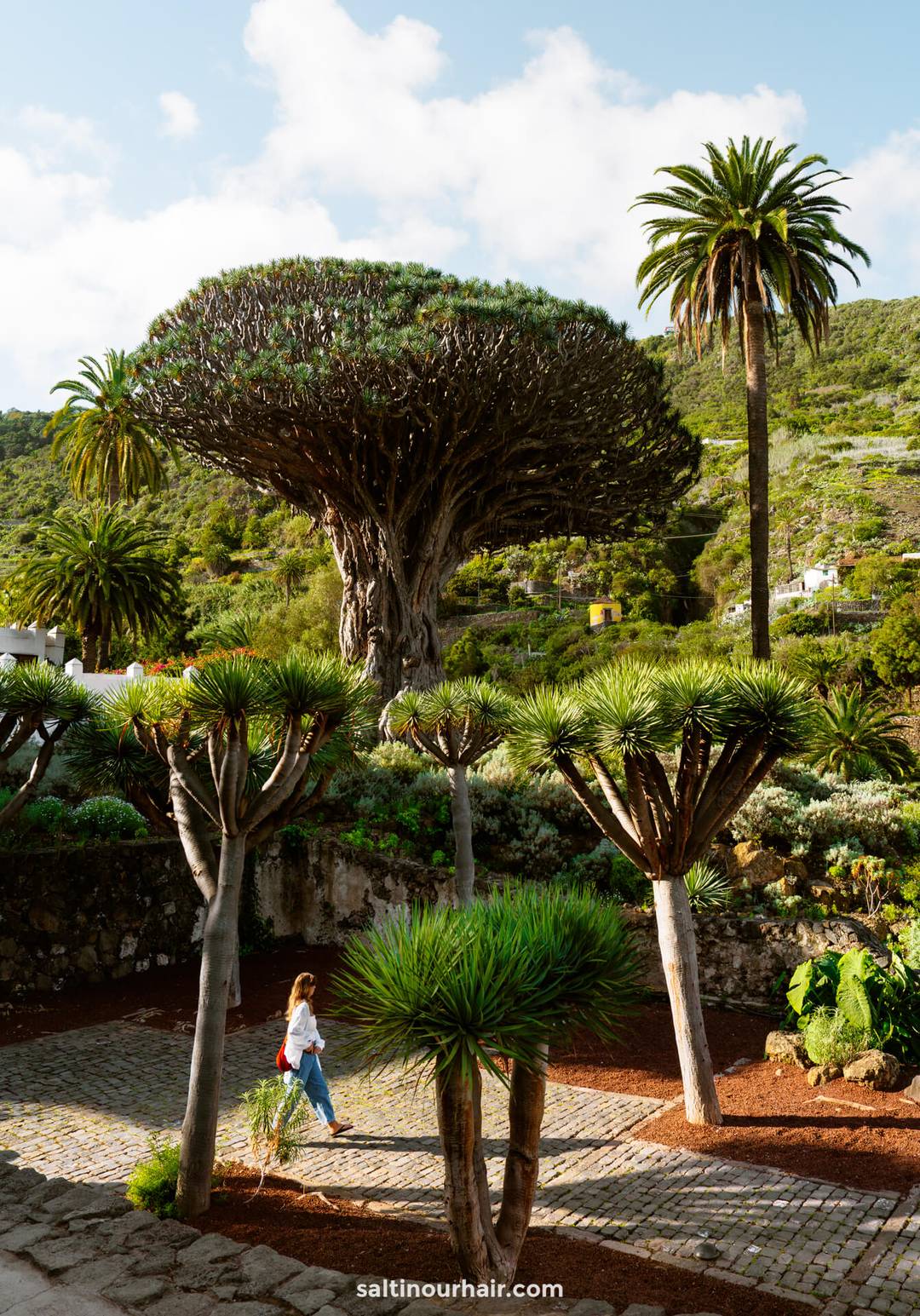 A woman walks on a cobblestone path beneath several Dragon Trees and palm trees in the lush, hilly garden setting of Icod de los Vinos tenerife