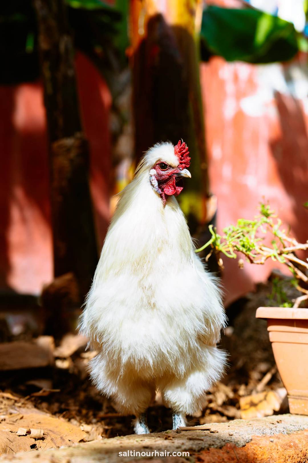 A white Silkie chicken stands on the ground next to a potted plant, sunlight illuminating its fluffy feathers&mdash;bringing a touch of nature&rsquo;s charm to your list of things to do Tenerife.